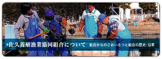 佐久養殖漁業協同組合について：組合からのごあいさつと組合の歴史・沿革／佐久鯉の収穫風景と組合スタッフ作業風景