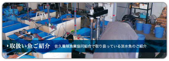 取扱い魚ご紹介：佐久養殖漁業協同組合で取り扱っている淡水魚のご紹介／養魚場で作業中の組合スタッフ